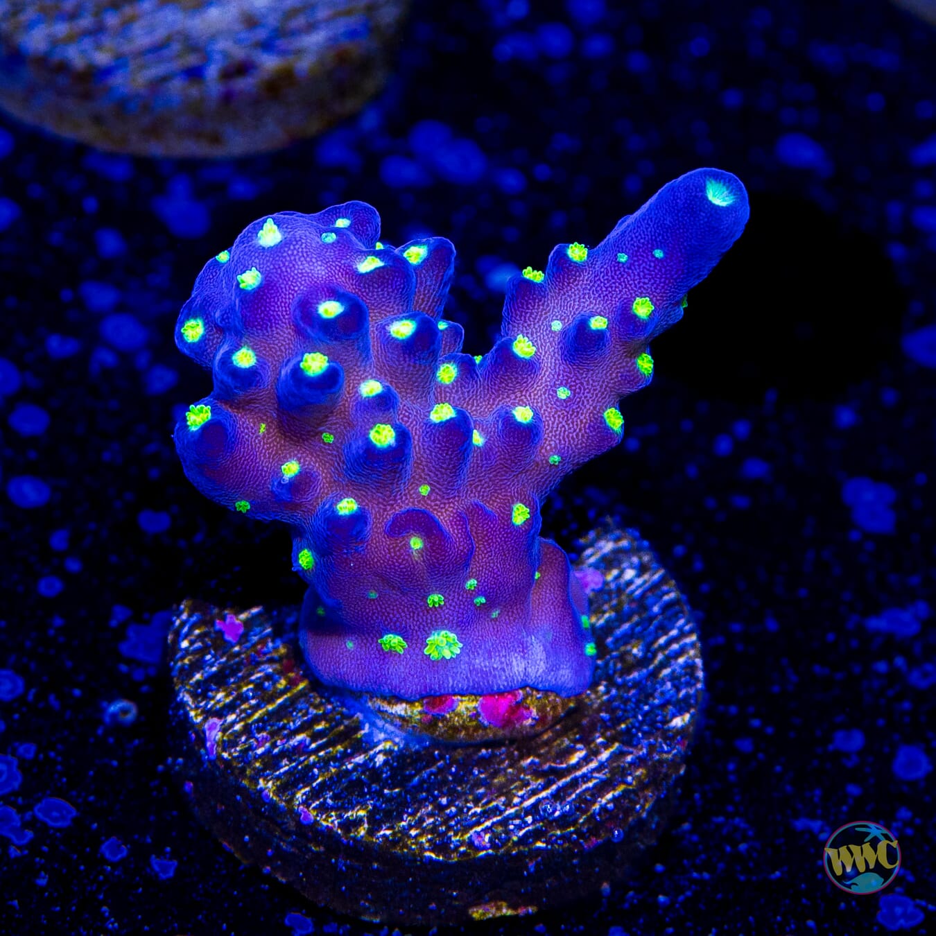 WWC Blueberry Fields Acropora