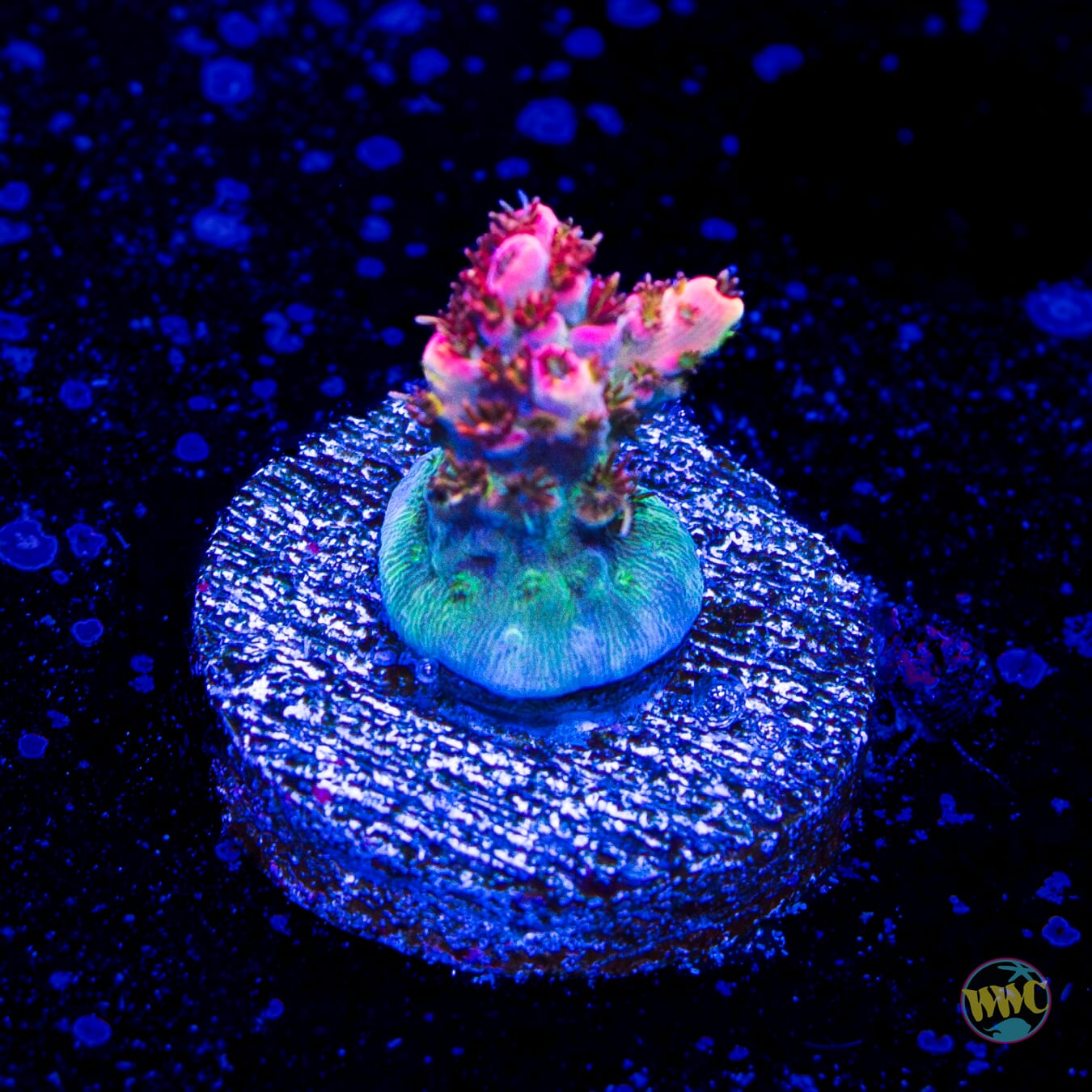 WWC Hyper Pink Acropora