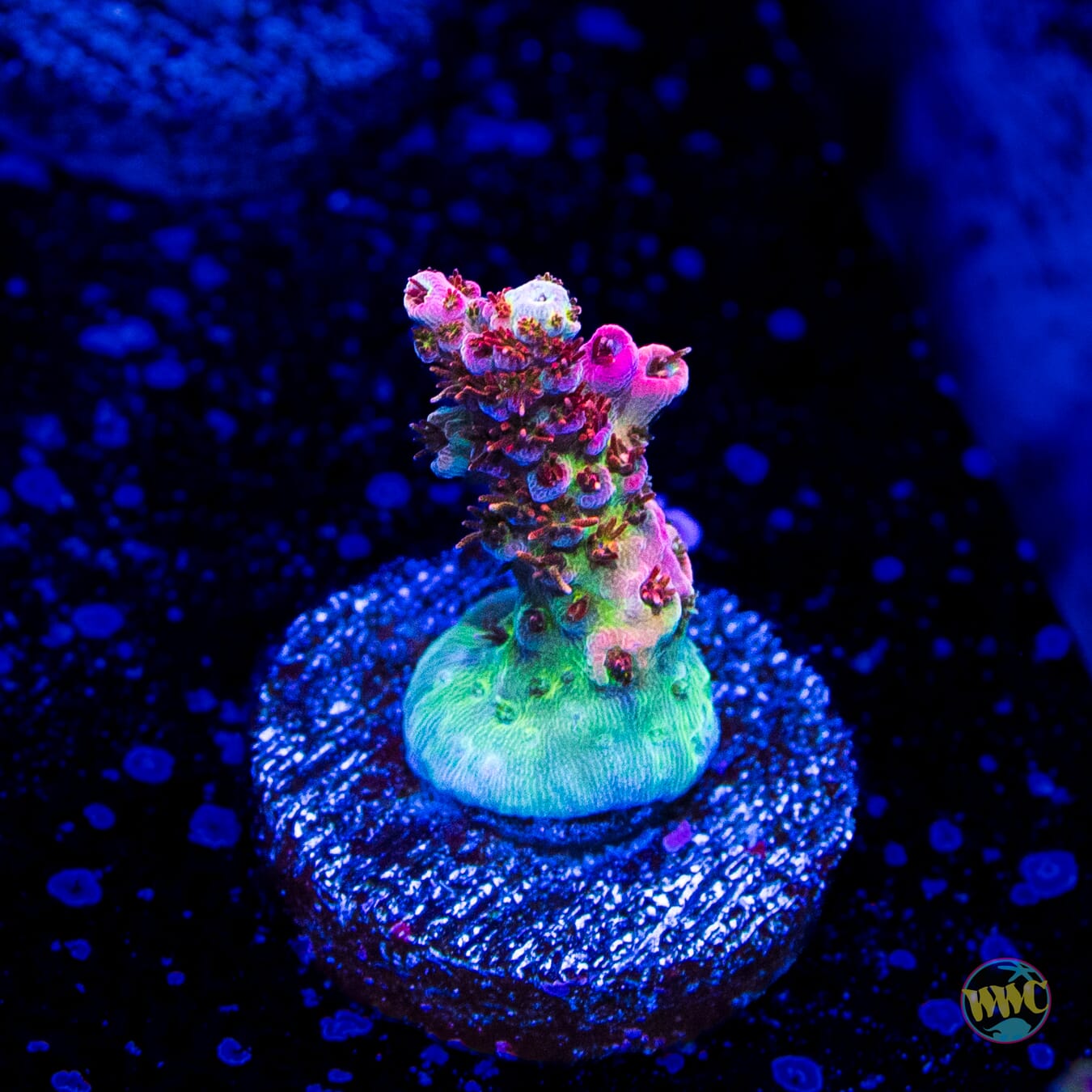 WWC Hyper Pink Acropora