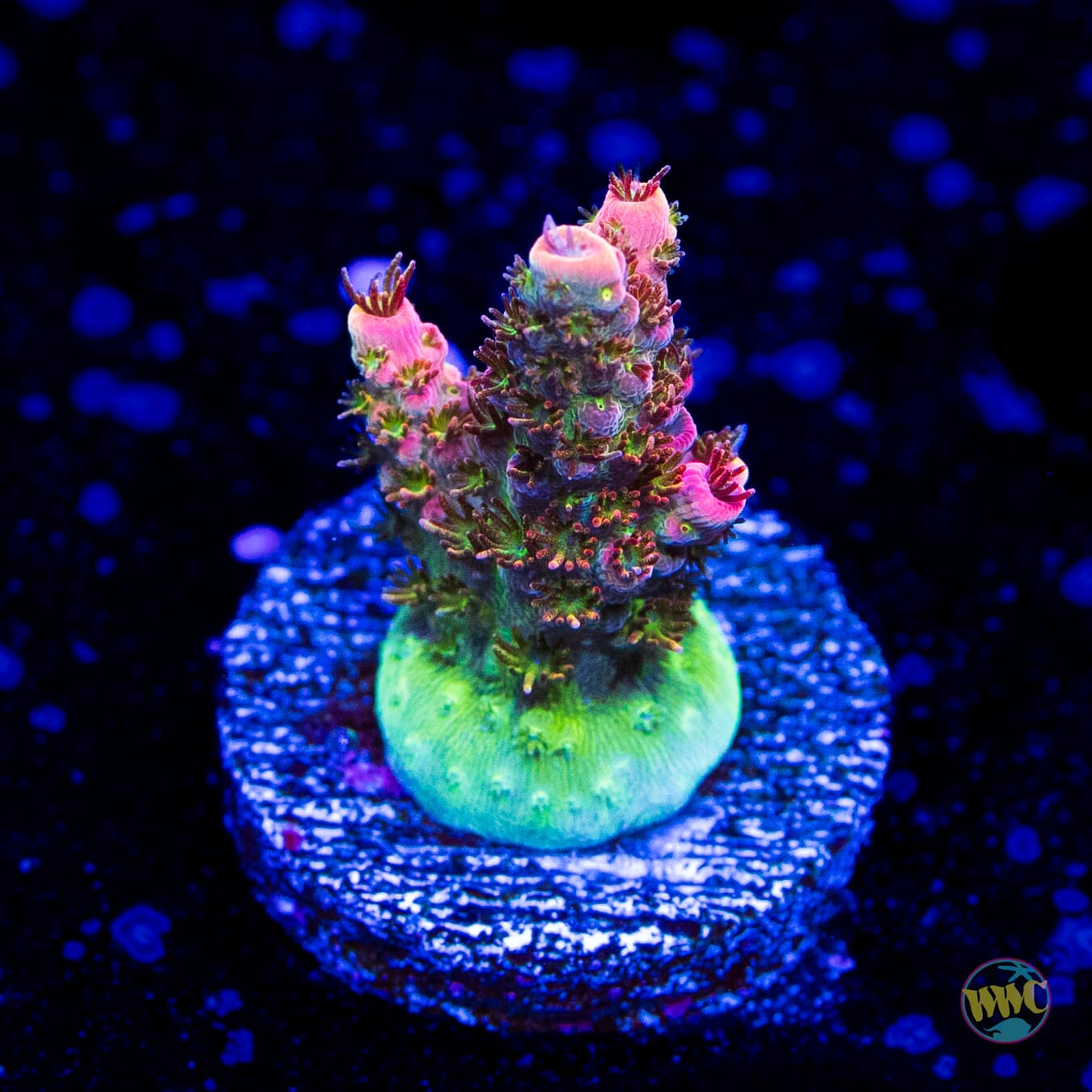 WWC Hyper Pink Acropora