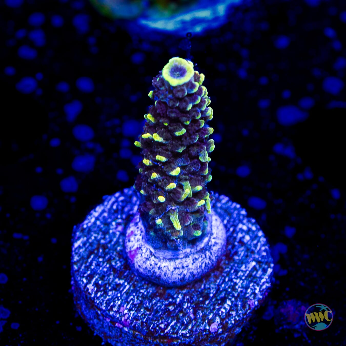 WWC Pineapple Pen Mille Acropora