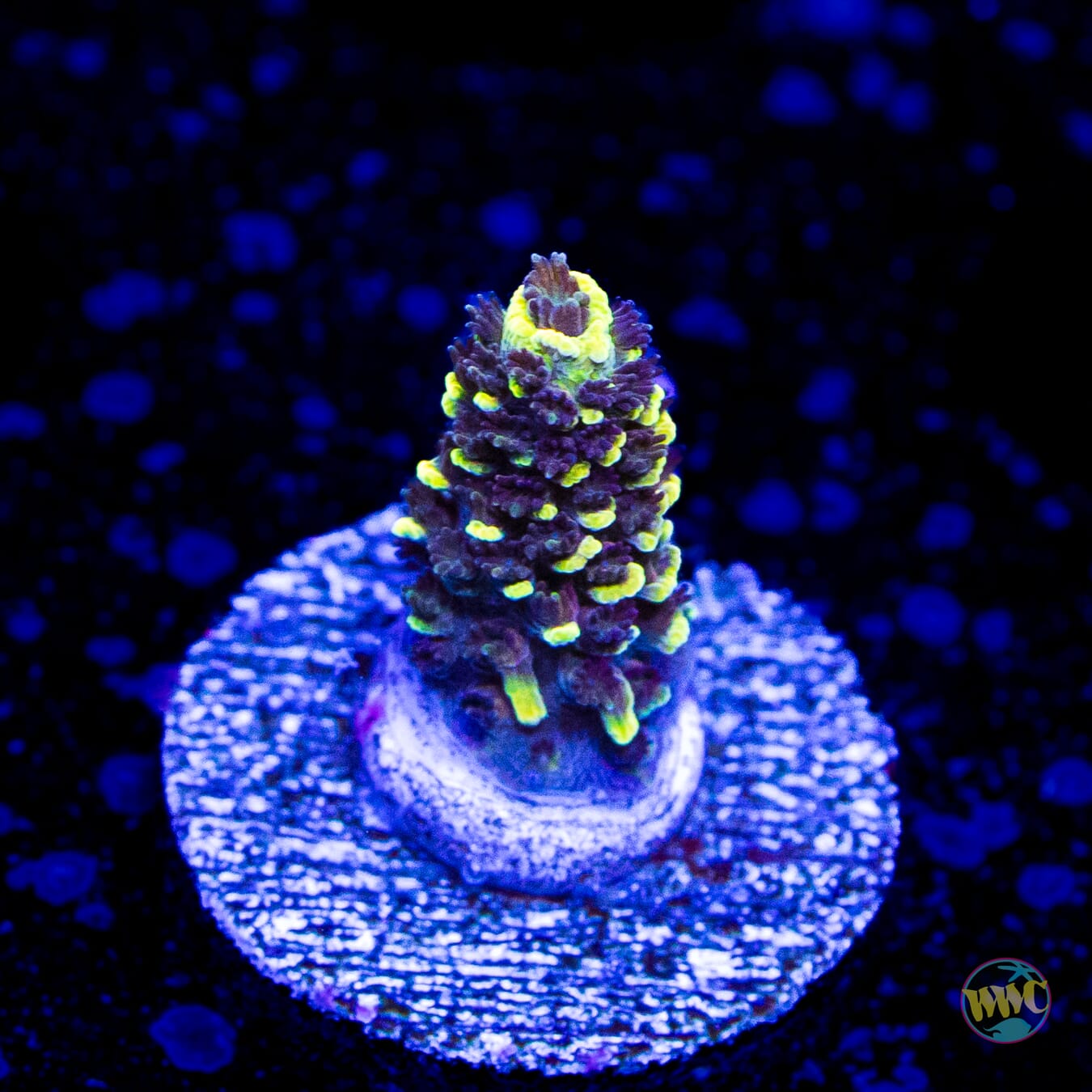 WWC Pineapple Pen Mille Acropora