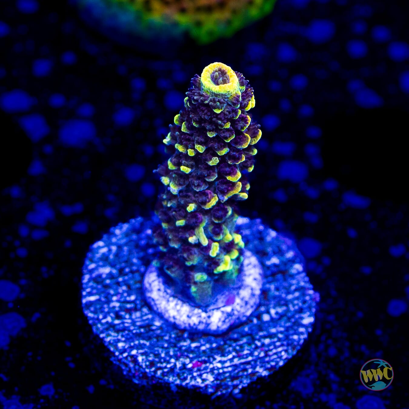 WWC Pineapple Pen Mille Acropora