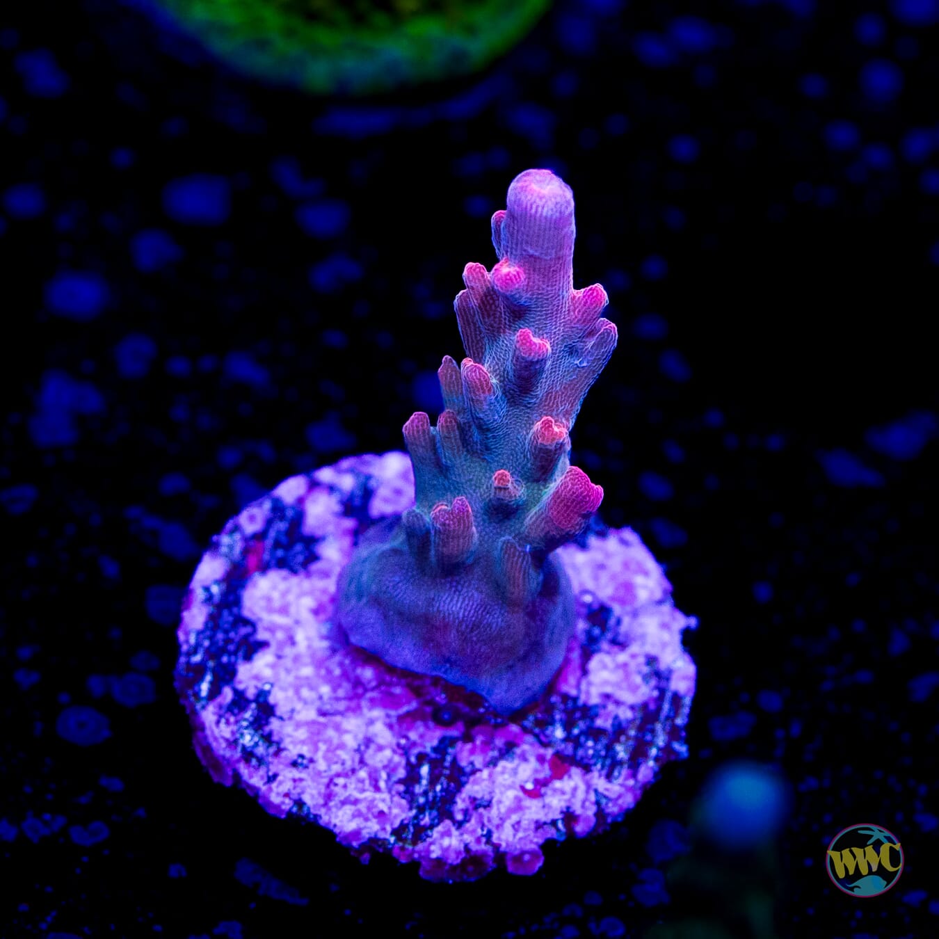 Jason Fox Shock Tart Acropora