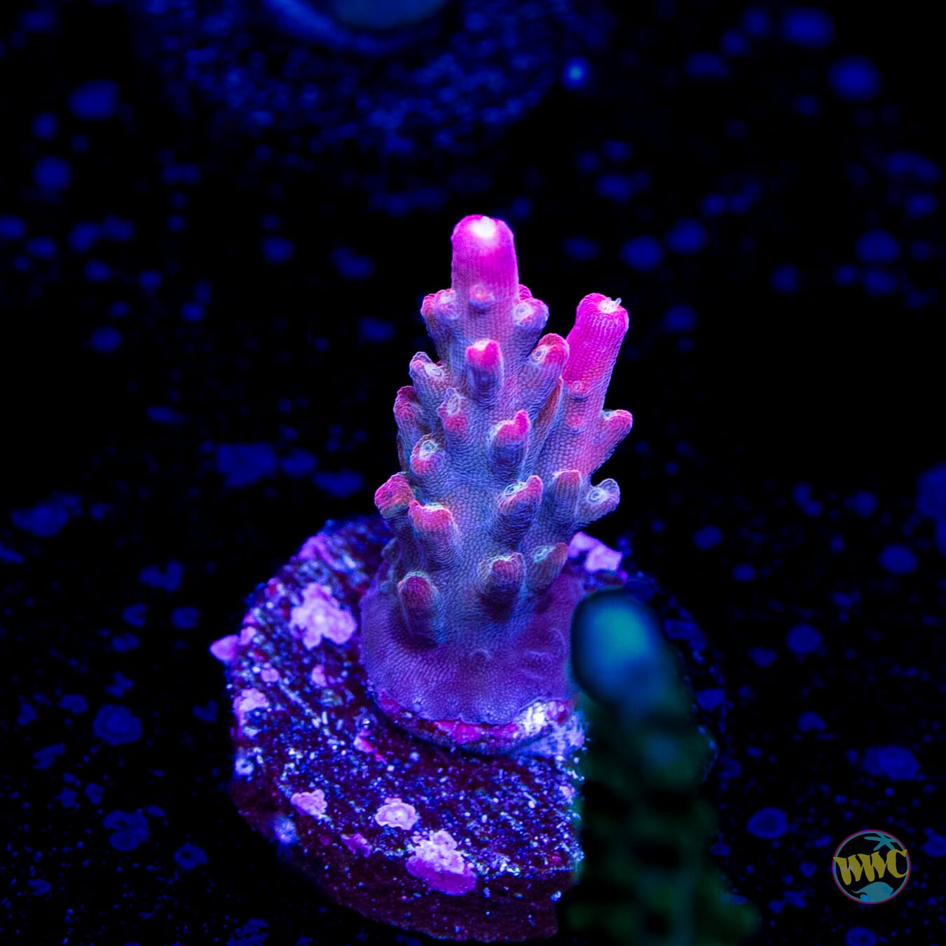 Jason Fox Shock Tart Acropora