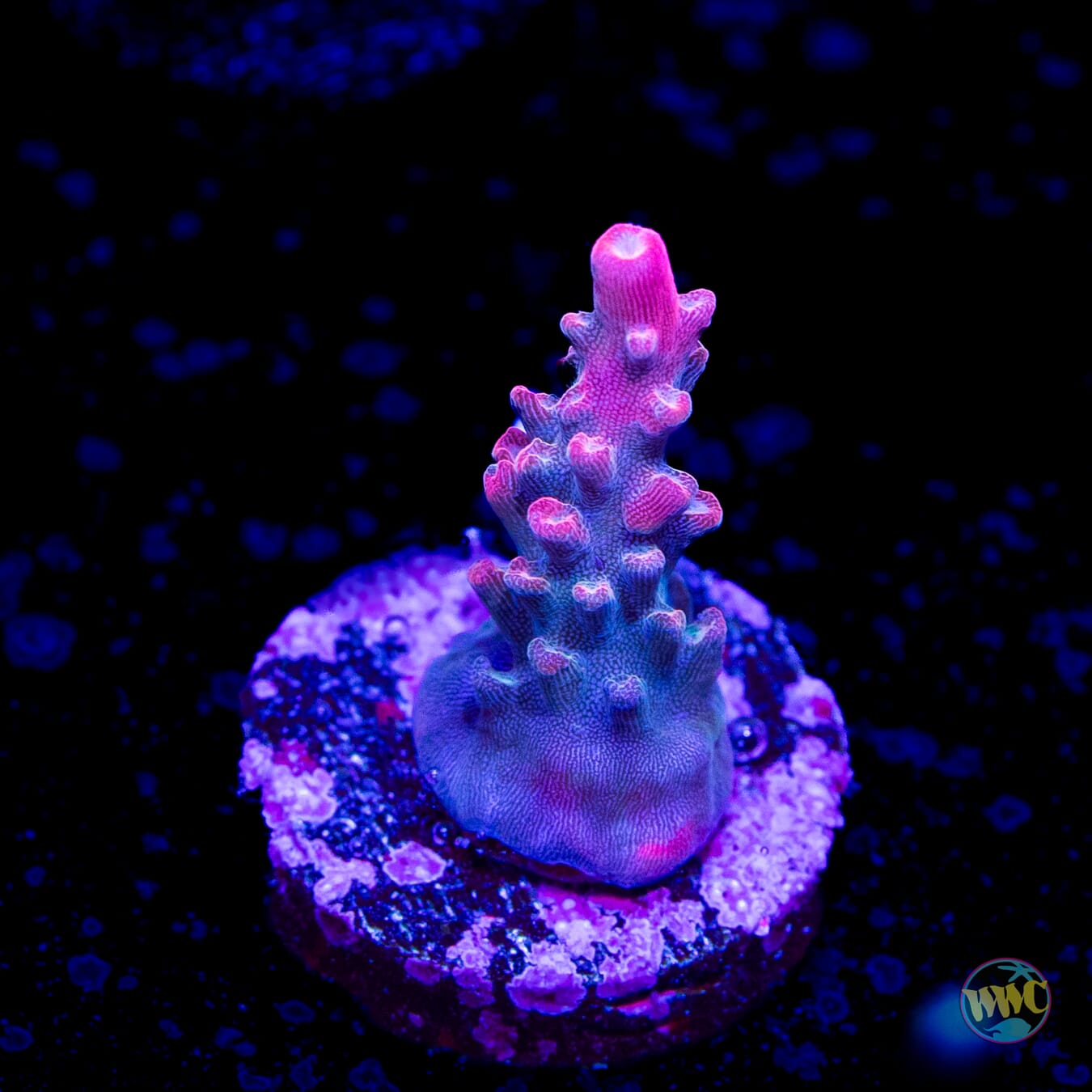 Jason Fox Shock Tart Acropora