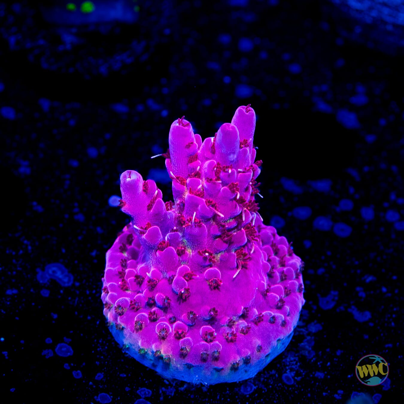 WWC Pink Passion Acropora