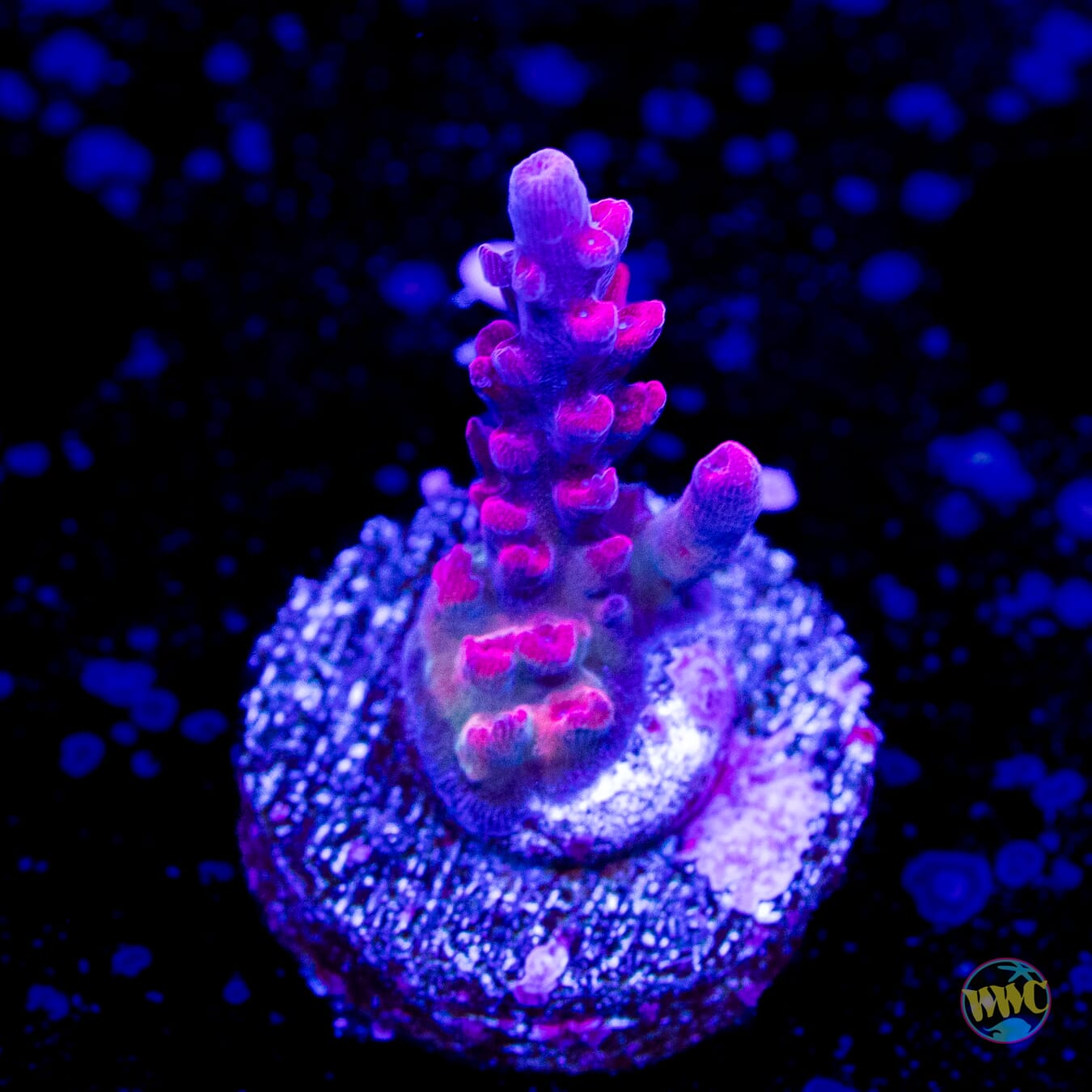 WWC Boomsauce Acropora