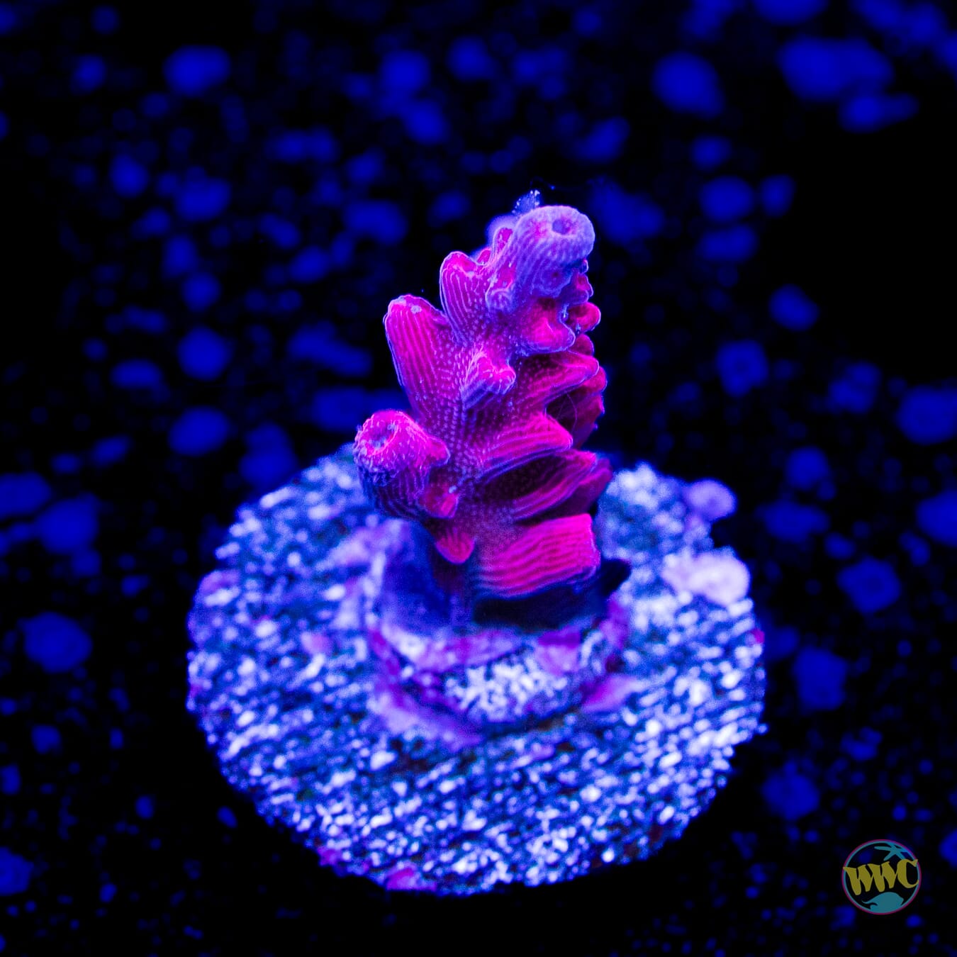 WWC Boomsauce Acropora