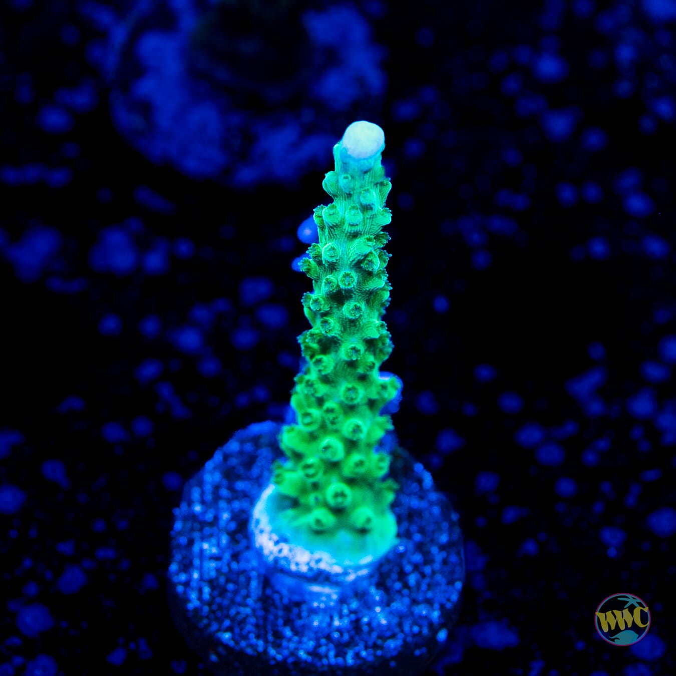 WWC Green Lightning Stag Acropora