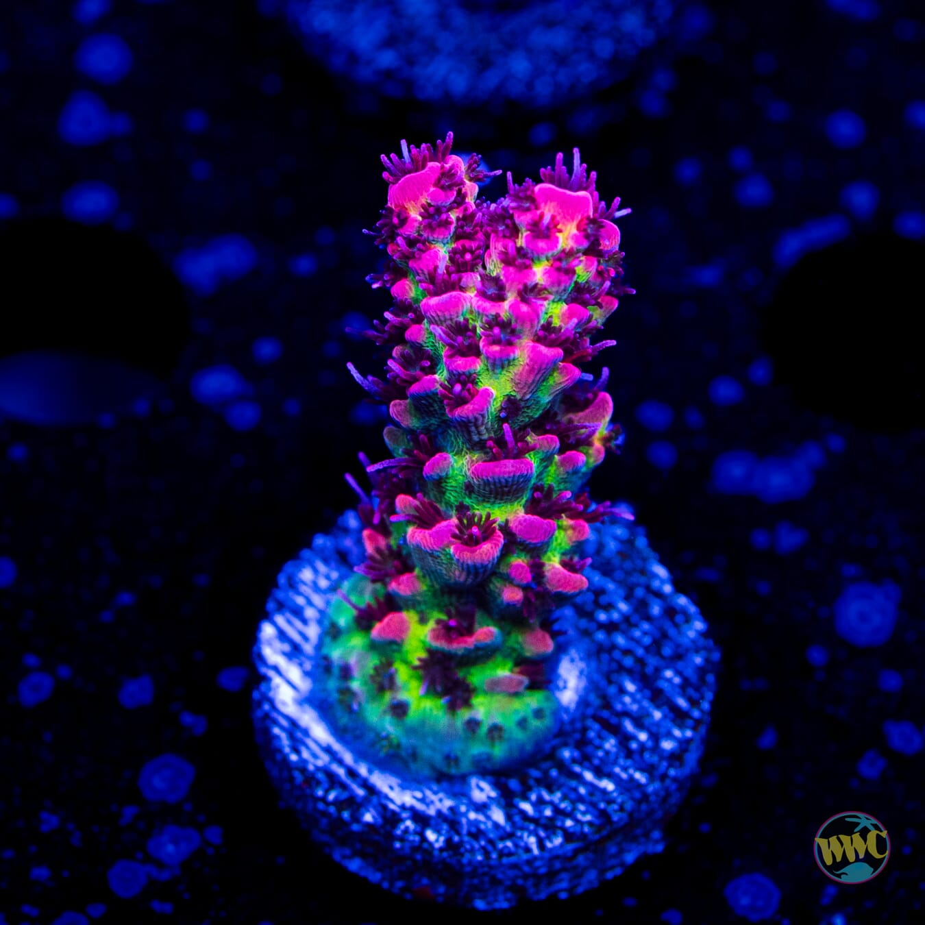 WWC Christmas Mirabilis Acropora