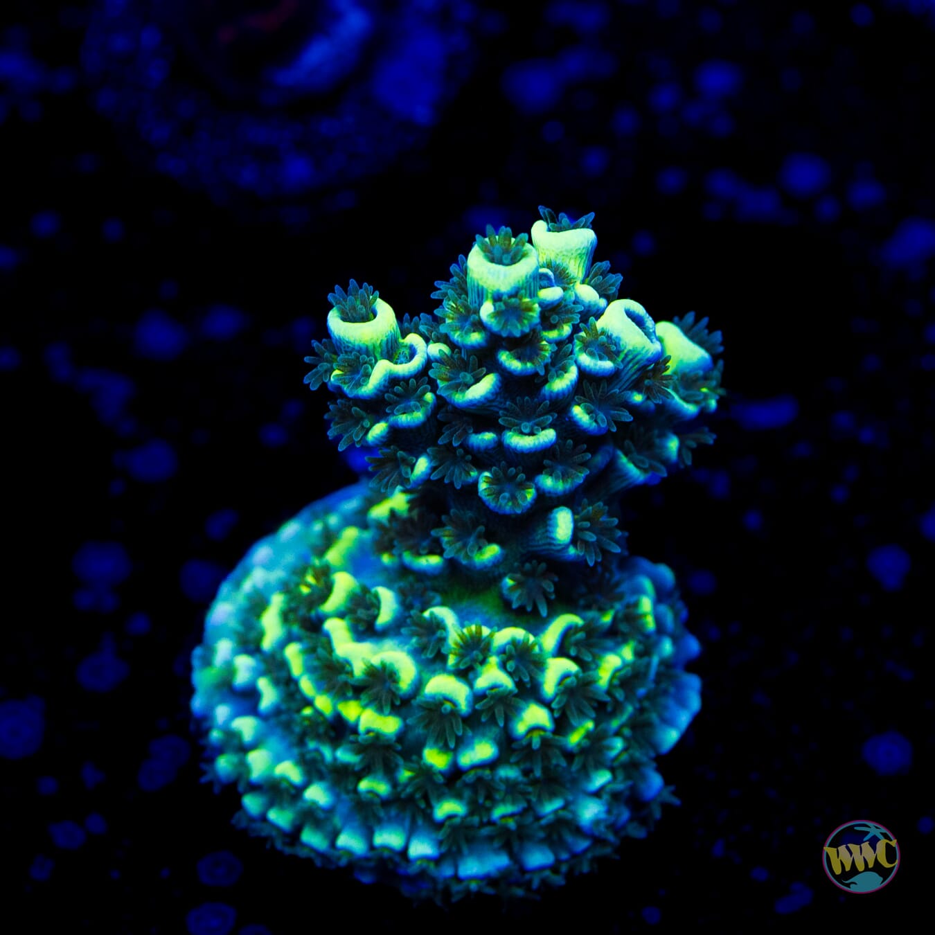 WWC Silver Surfer Acropora