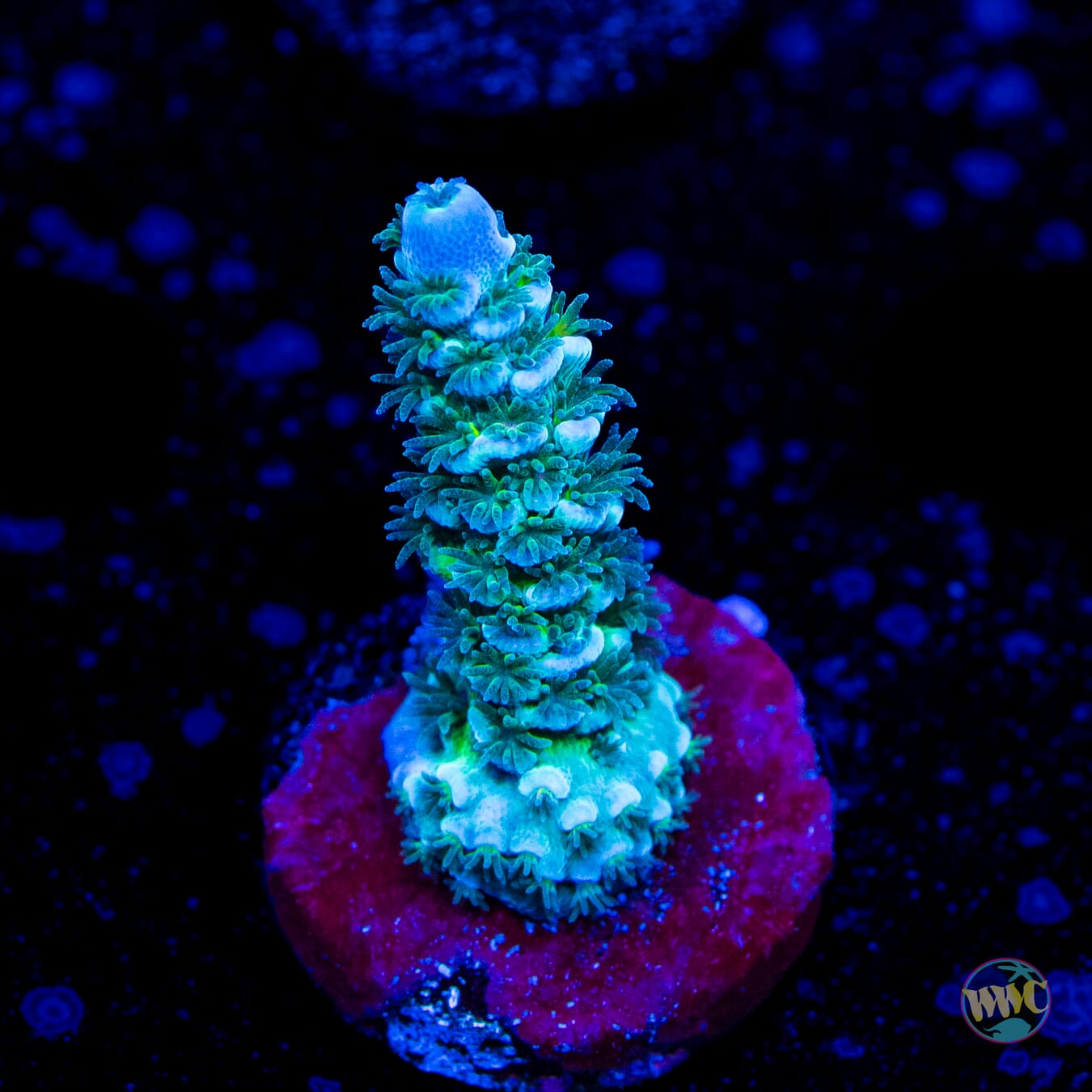 Limon Tenuis Acropora