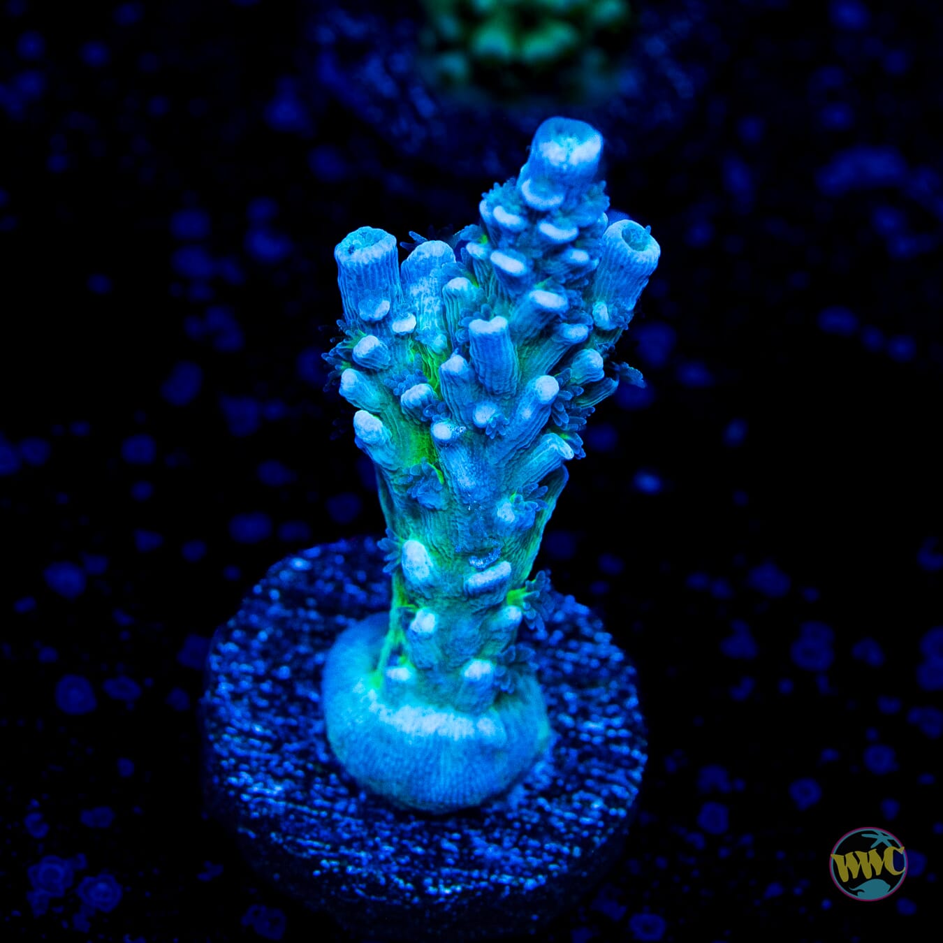 WWC Too Legit Tenuis Acropora