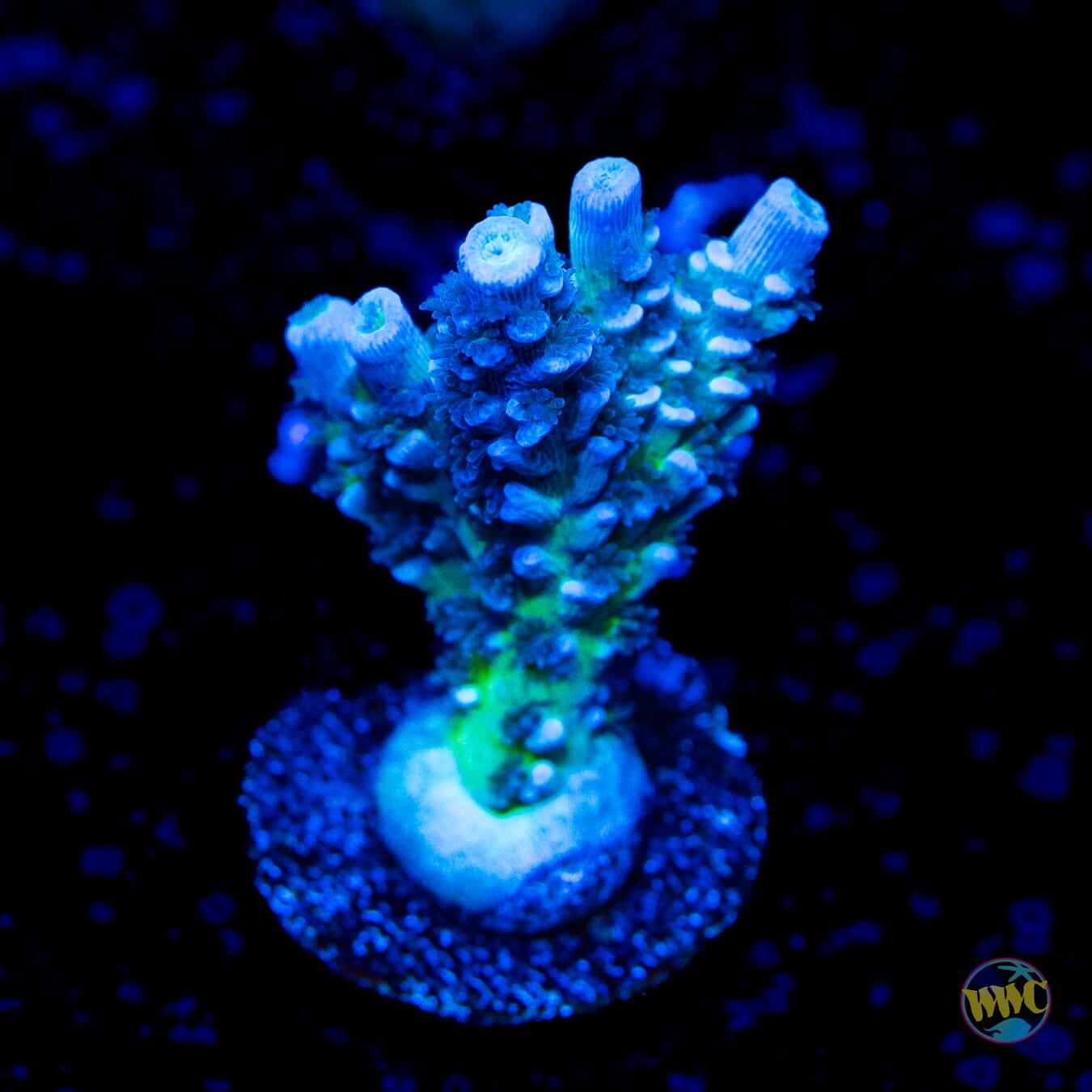 WWC Too Legit Tenuis Acropora