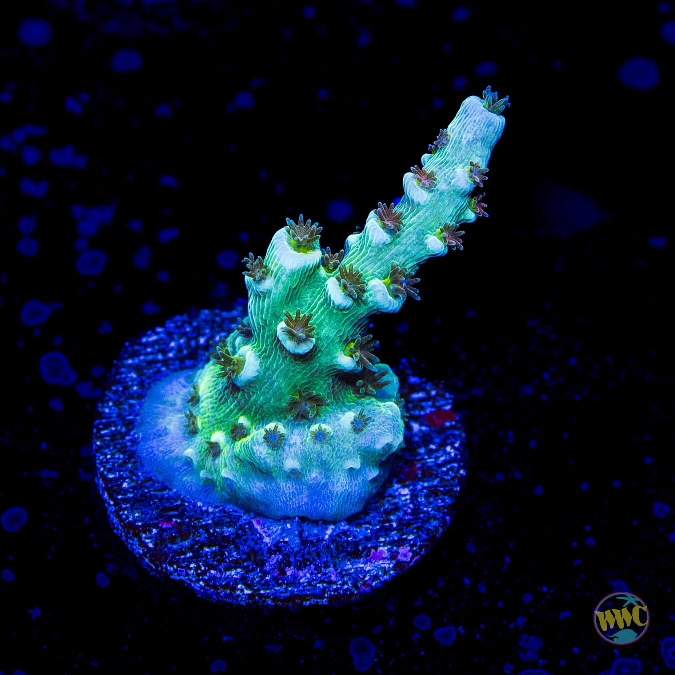 WWC Hair of the Dog Tenuis Acropora