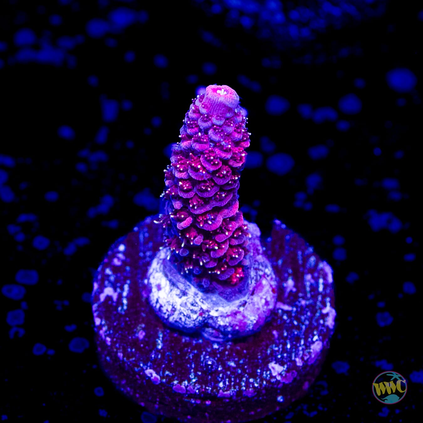 WWC Queen of Hearts Mille Acropora