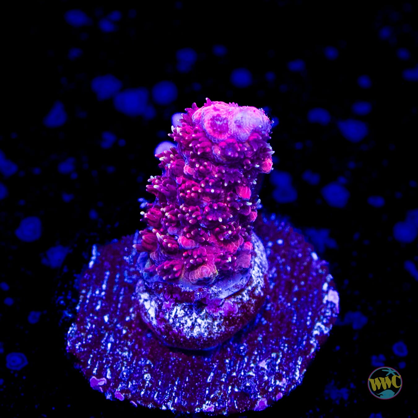 WWC Queen of Hearts Mille Acropora