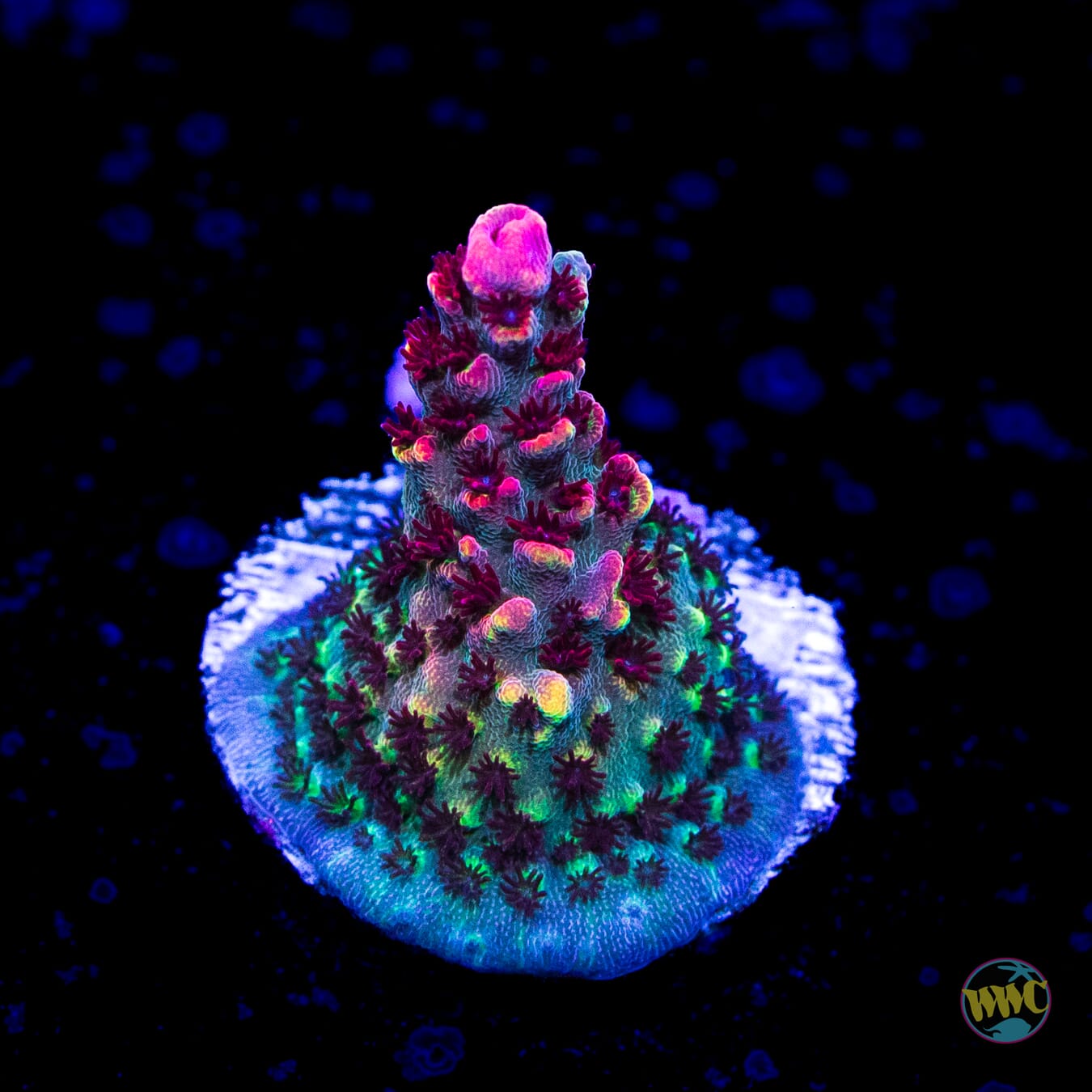 WWC WOW Acropora