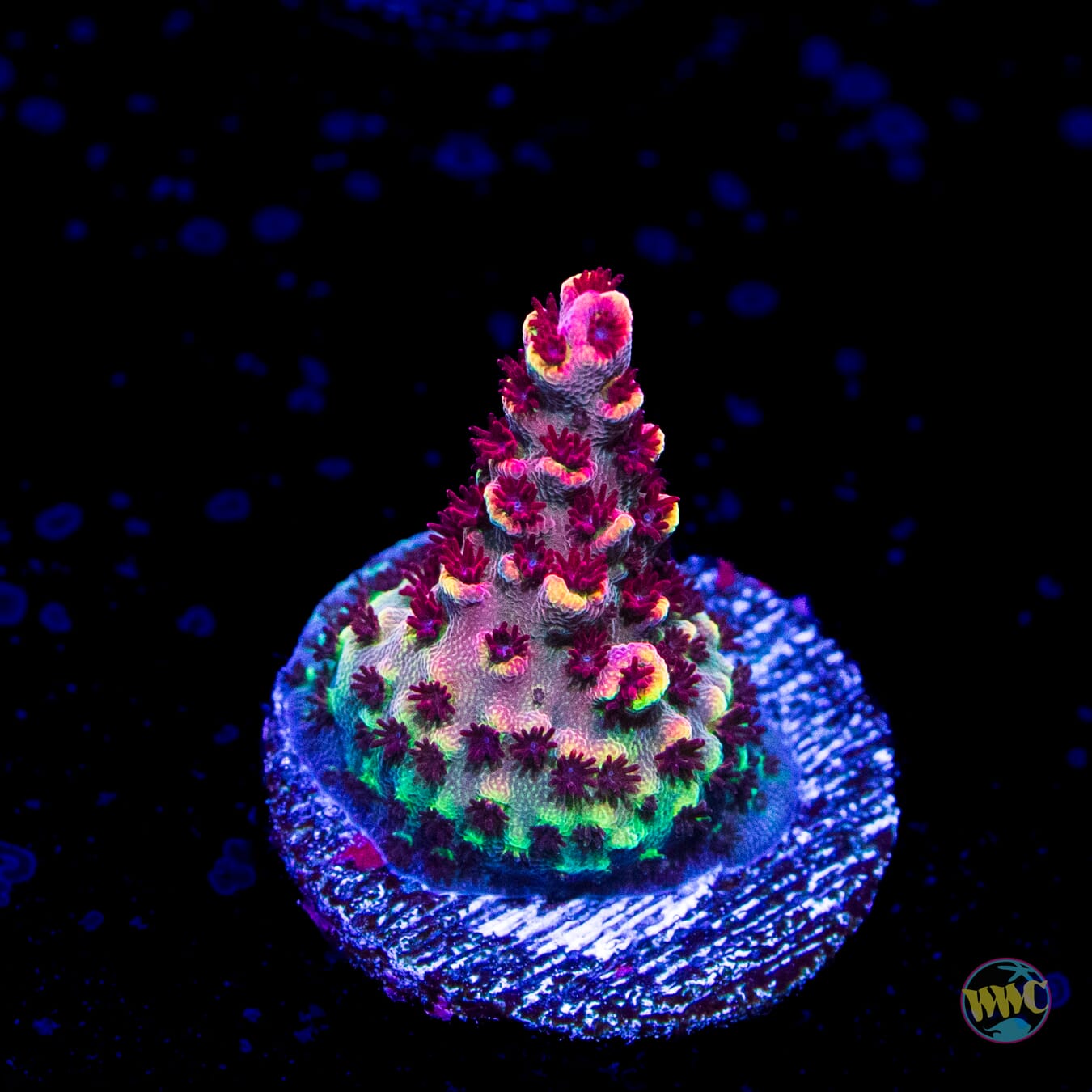 WWC WOW Acropora