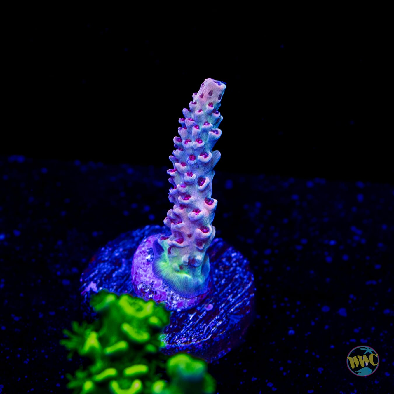 WWC Dragon Slayer Acropora