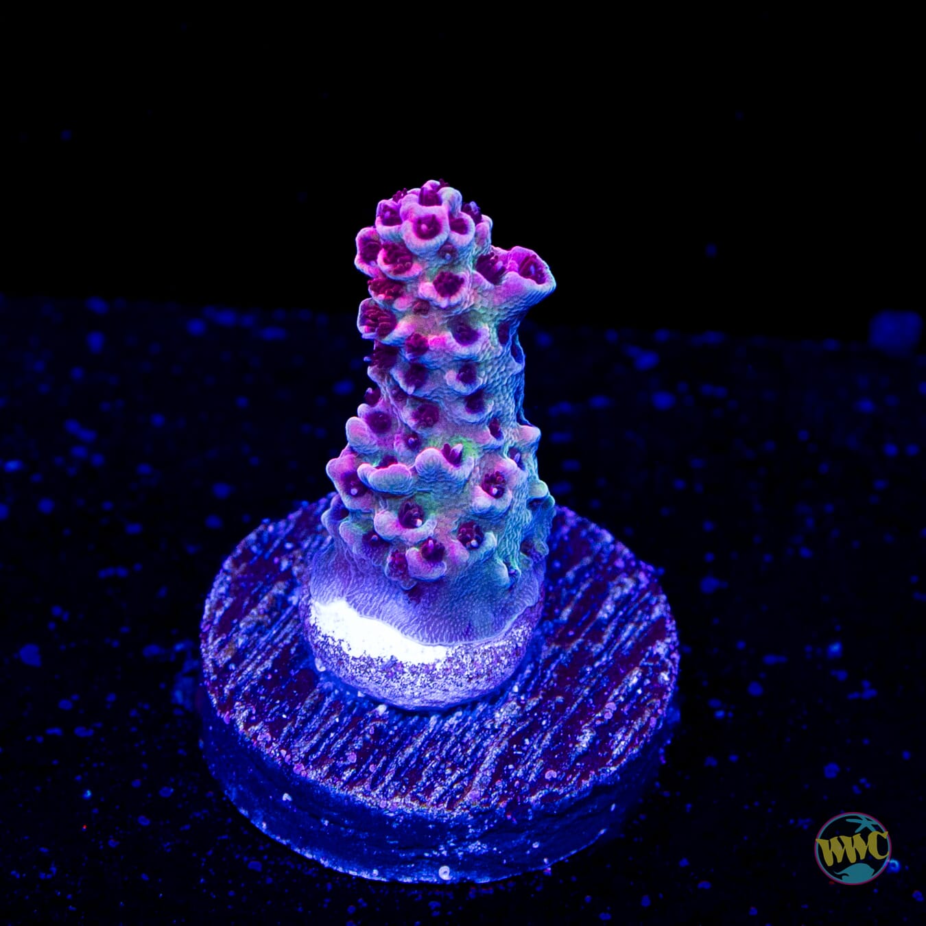 WWC Suicide Squad Acropora