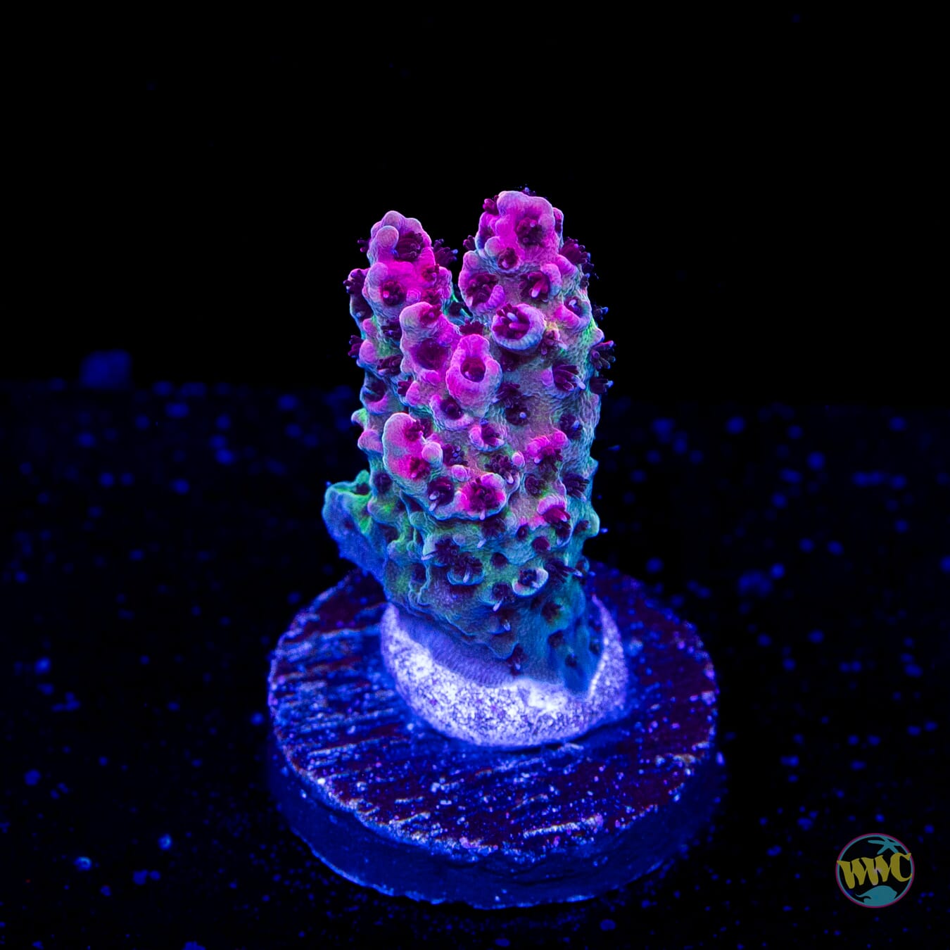 WWC Suicide Squad Acropora