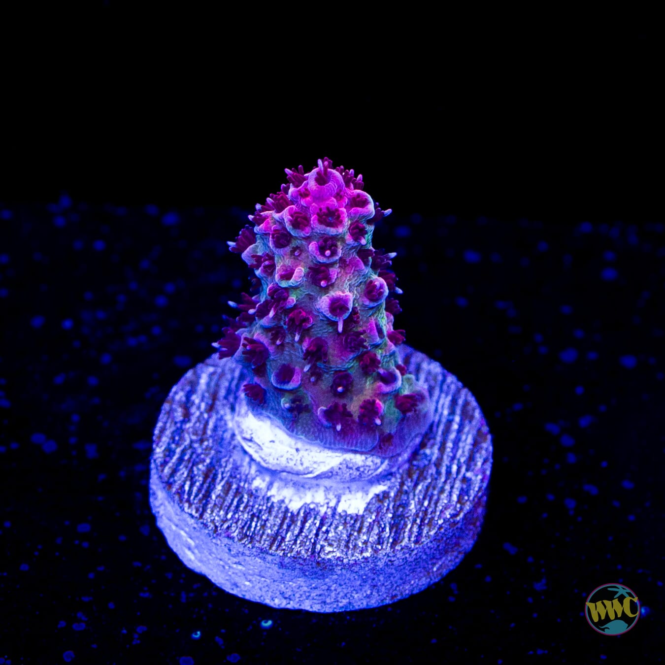 WWC Suicide Squad Acropora