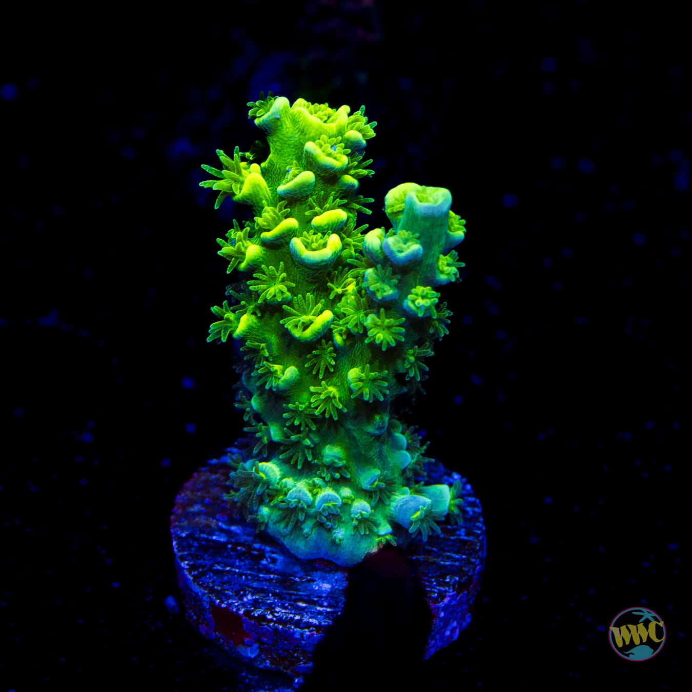 WWC Aussie Toxic Slimer Acropora