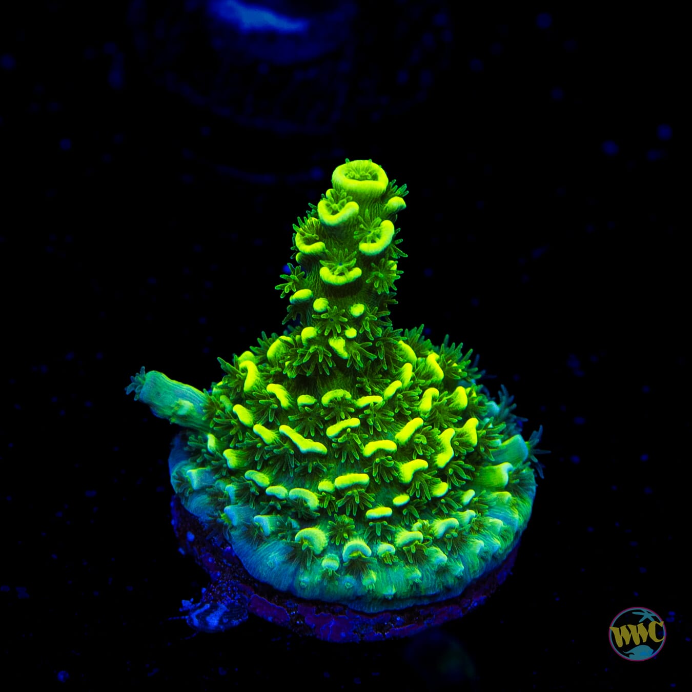 WWC Aussie Toxic Slimer Acropora