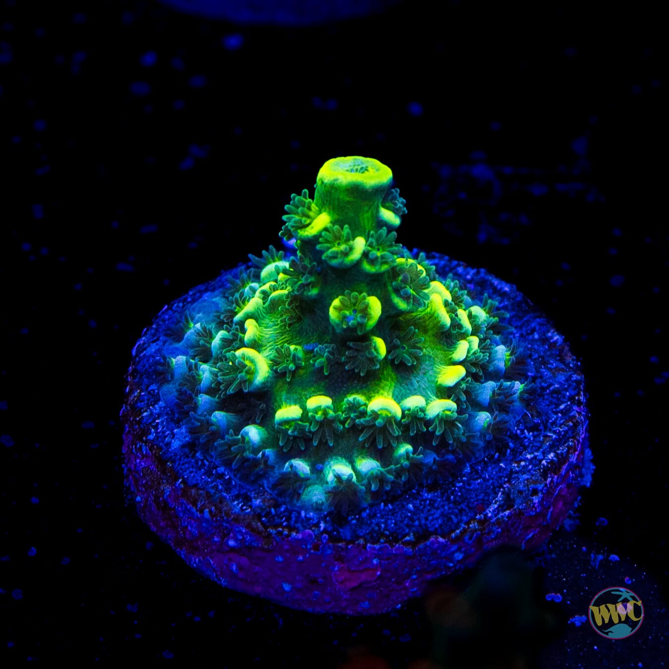 WWC Aussie Toxic Slimer Acropora