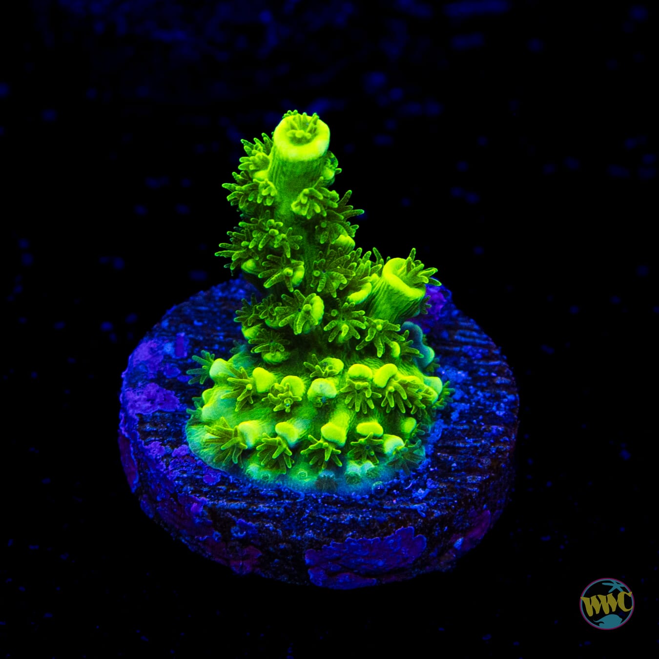 WWC Aussie Toxic Slimer Acropora