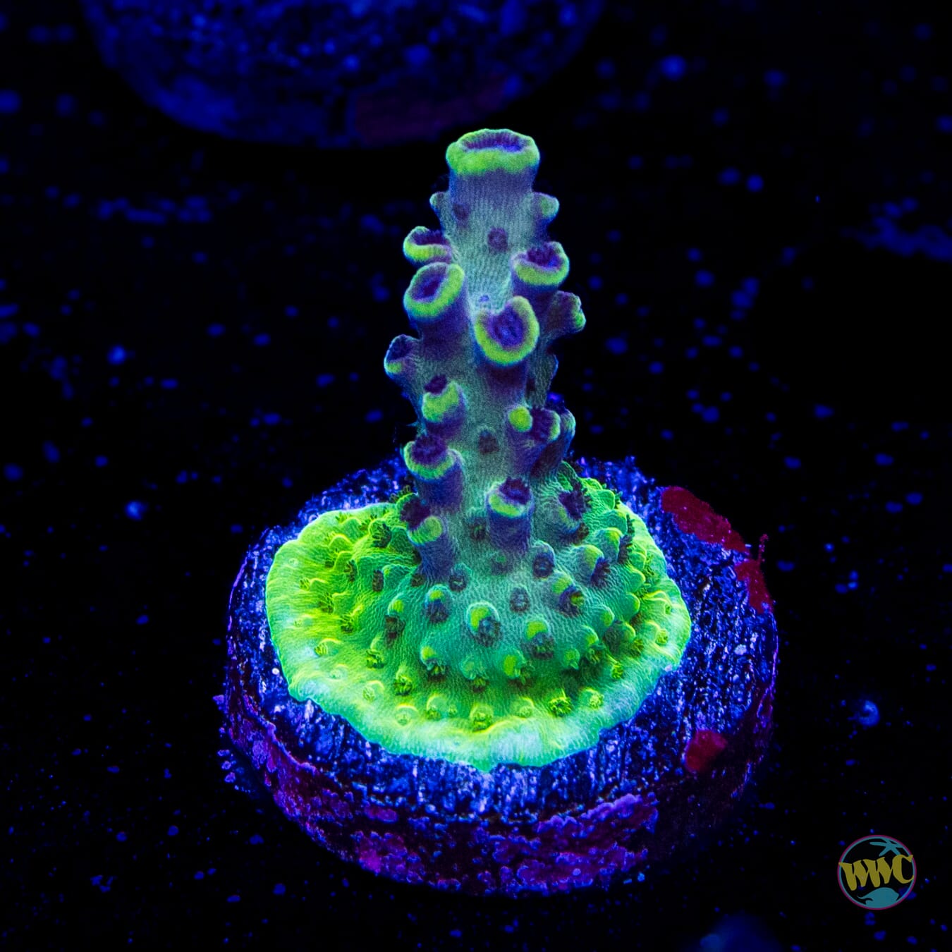 WWC Blazin Banshee Acropora