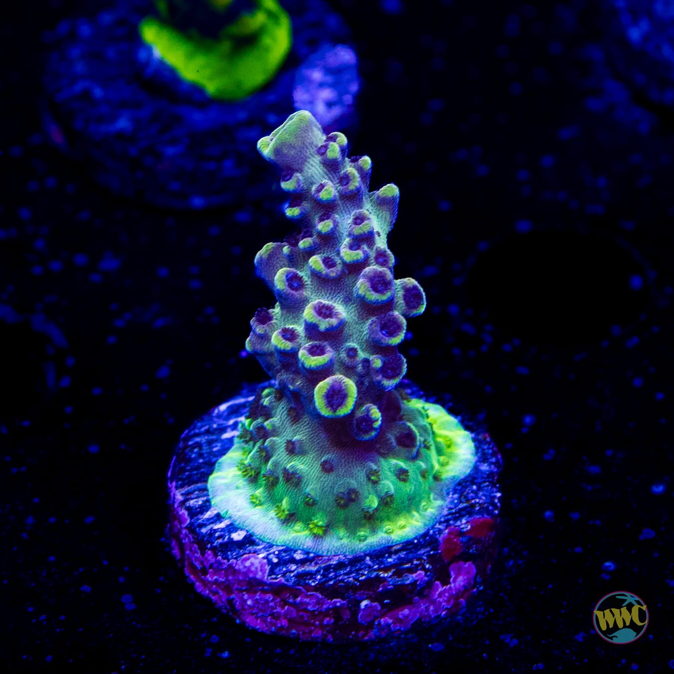 WWC Blazin Banshee Acropora