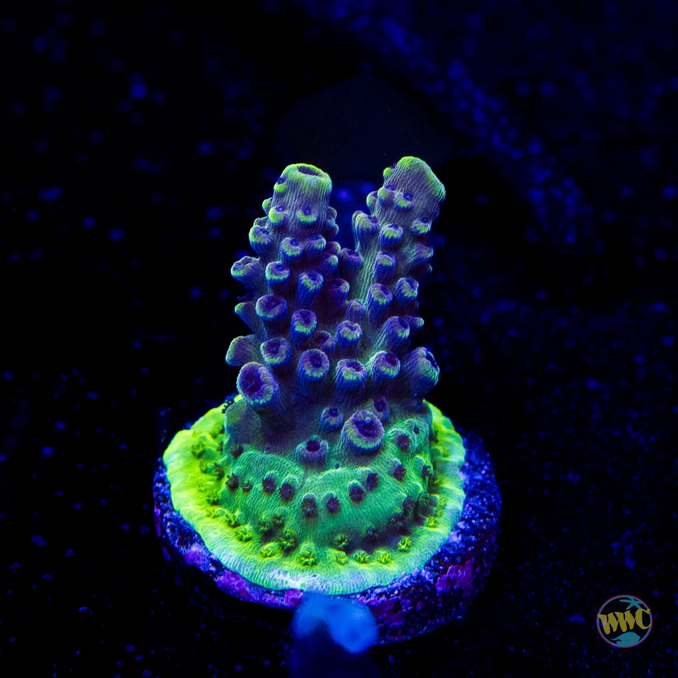 WWC Blazin Banshee Acropora