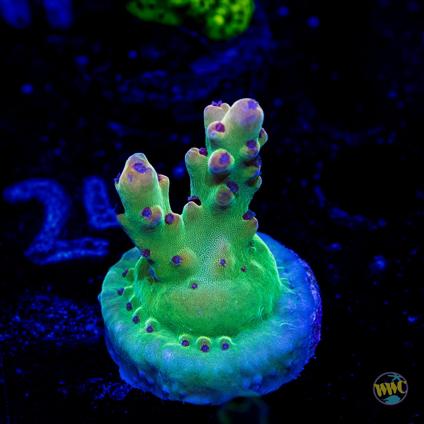 WWC Big Hoss Acropora