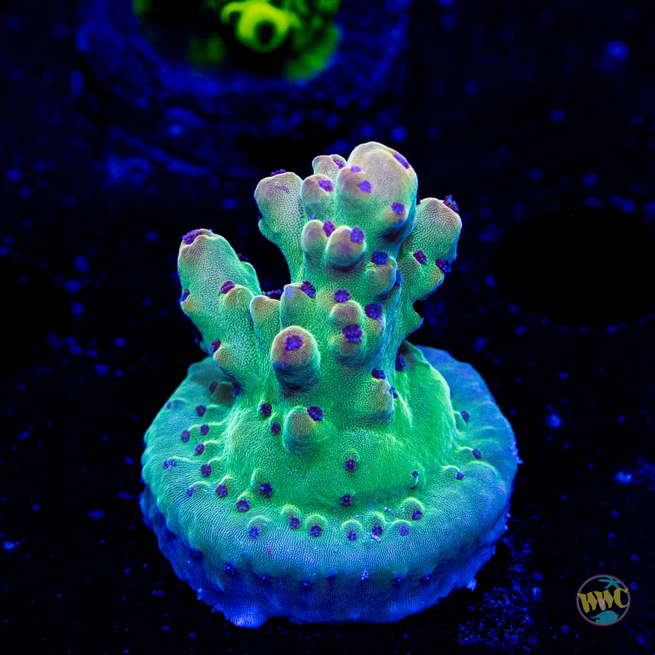 WWC Big Hoss Acropora