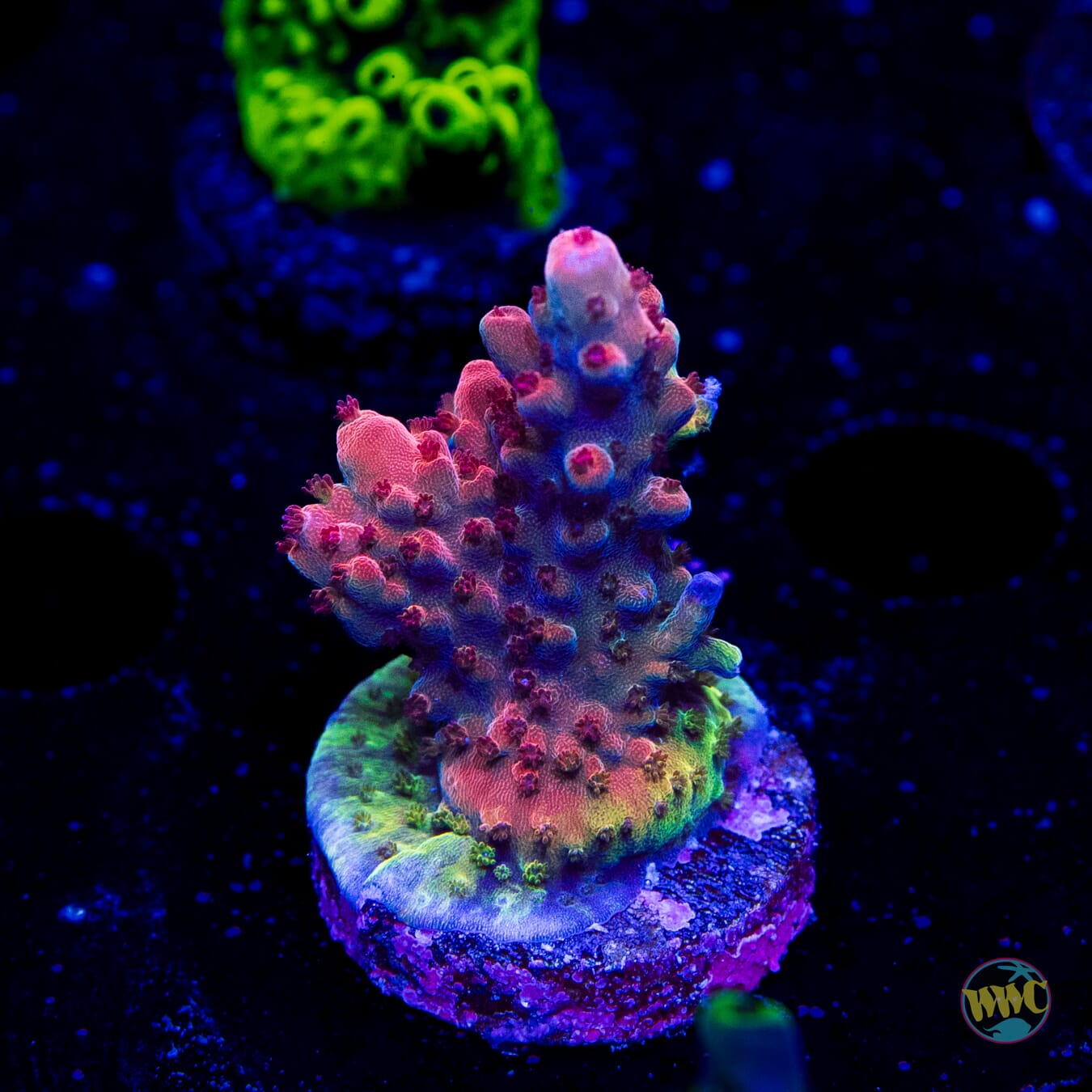 Frag Farmer Red Robin Acropora