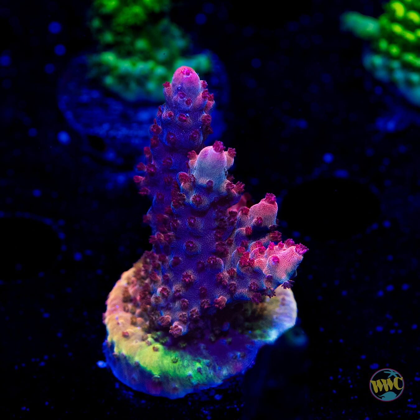 Frag Farmer Red Robin Acropora