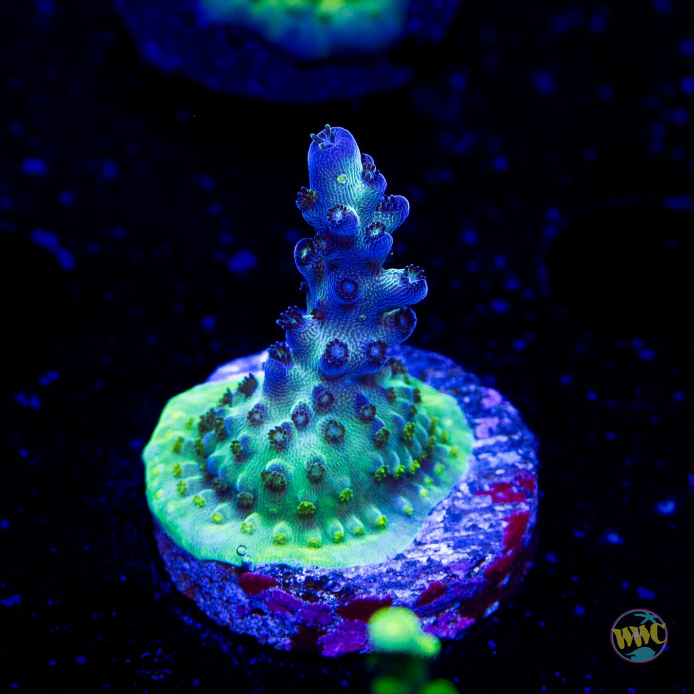 WWC Aussie Special Acropora