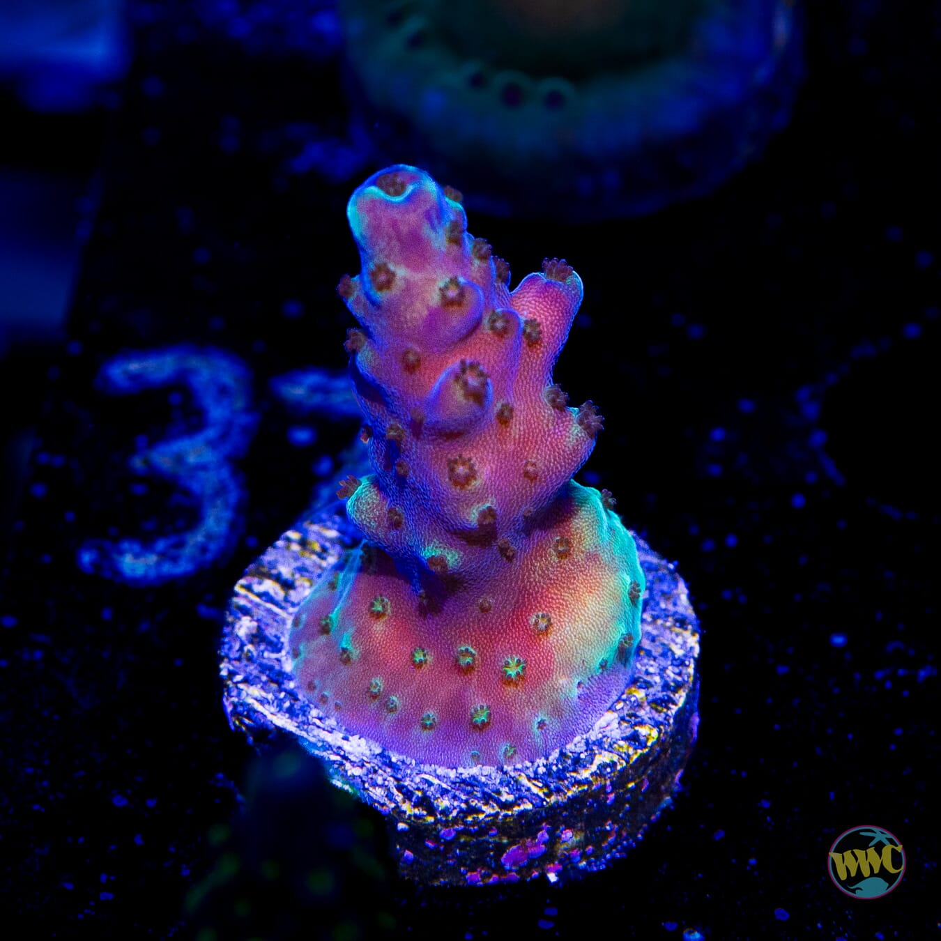 Paletta Blue Acropora