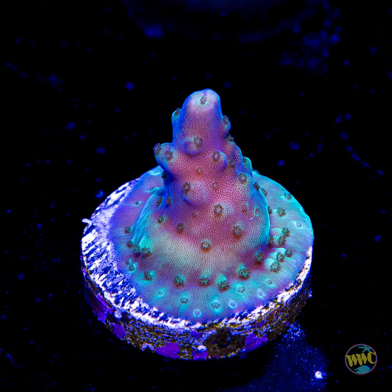 Paletta Blue Acropora