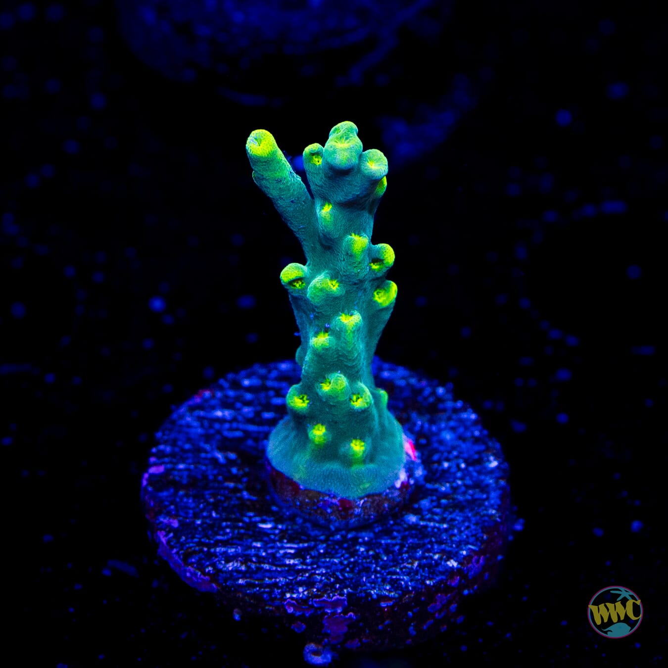 WWC Banana Peel Acropora