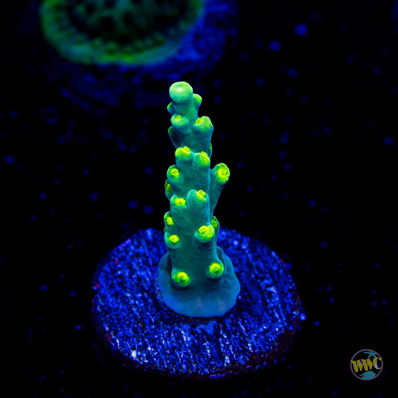 WWC Banana Peel Acropora