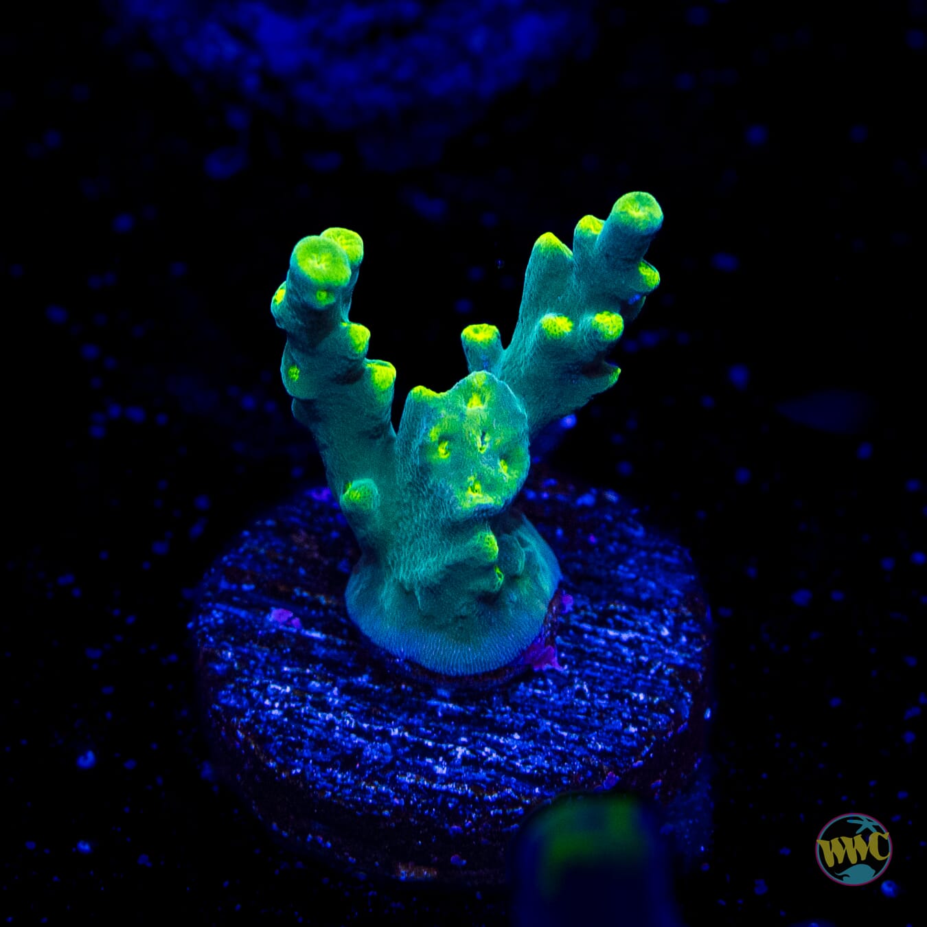 WWC Banana Peel Acropora