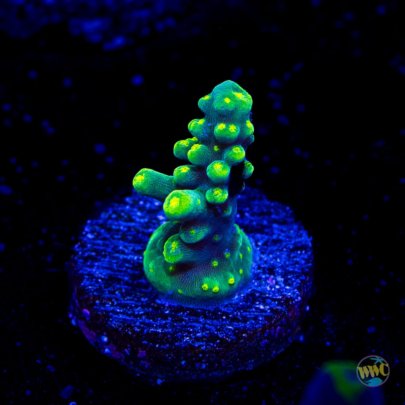 WWC Solomon Split Acropora