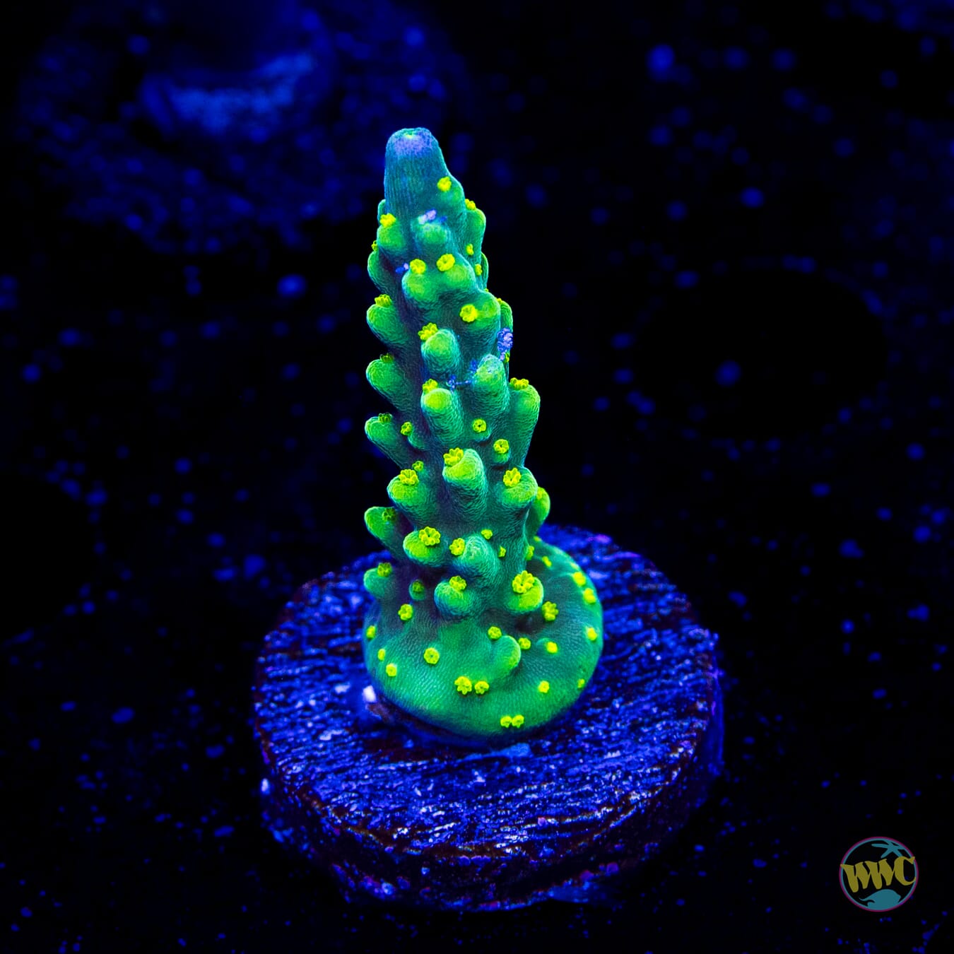 WWC Solomon Split Acropora