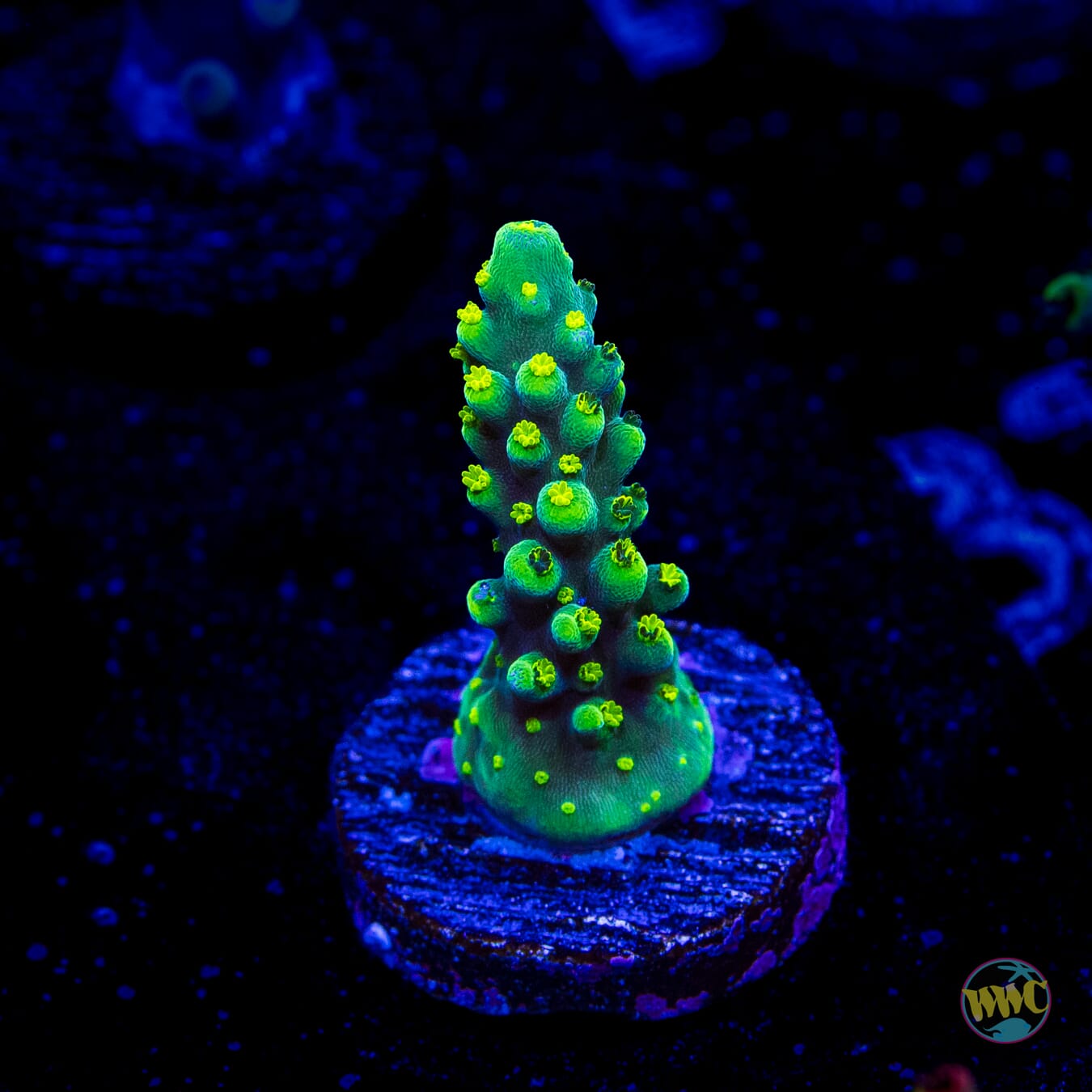 WWC Solomon Split Acropora