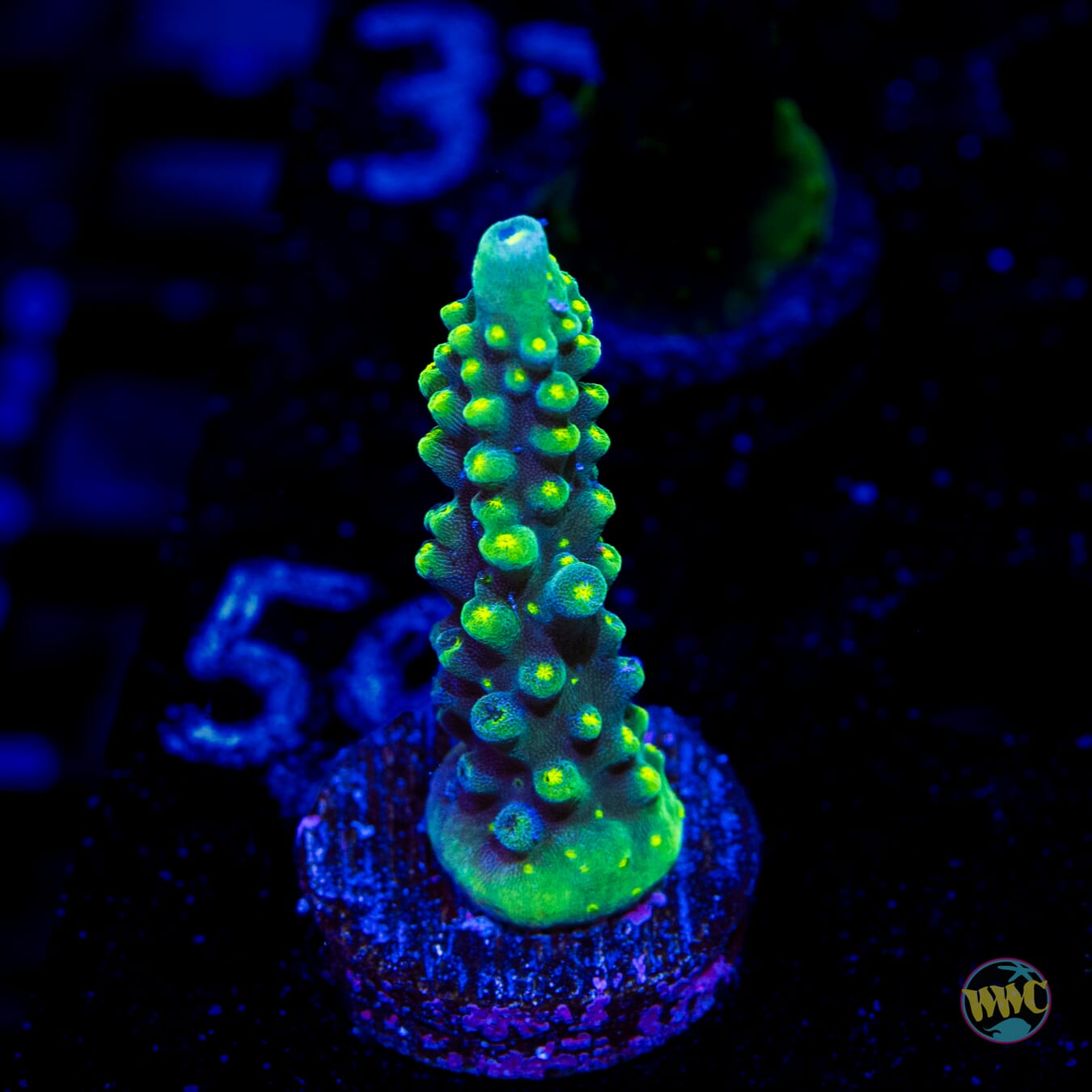 WWC Solomon Split Acropora