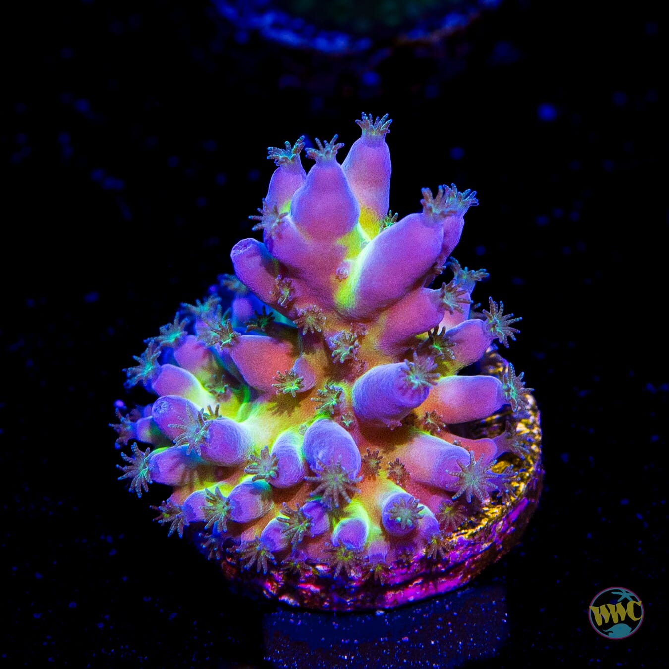 WWC Viper Sting Acropora